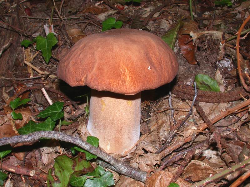 Escursione in Castagniccia - Corsica